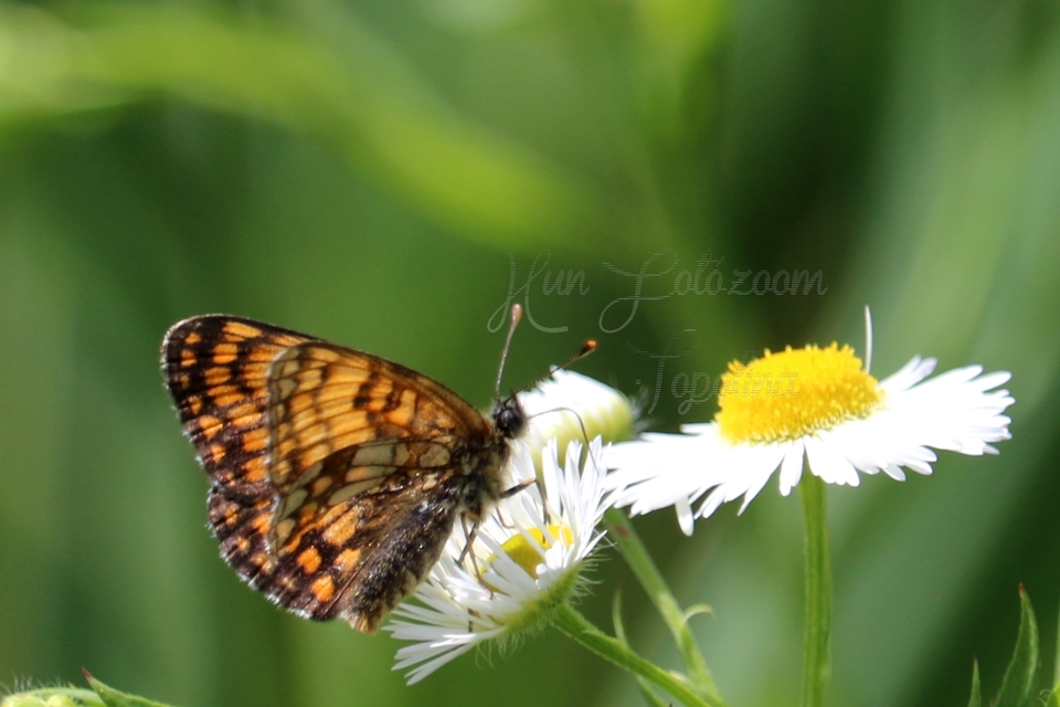 Melitaea athalia/aurelia/britomartis