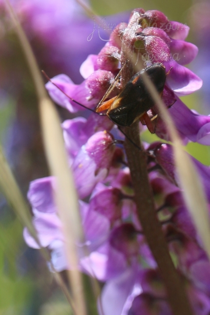 Adelphocoris seticornis - szegélyes mezeipoloska
