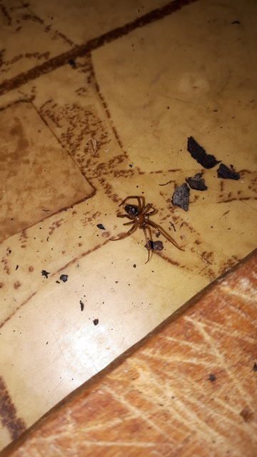Steatoda grossa - nagy faggyúpók