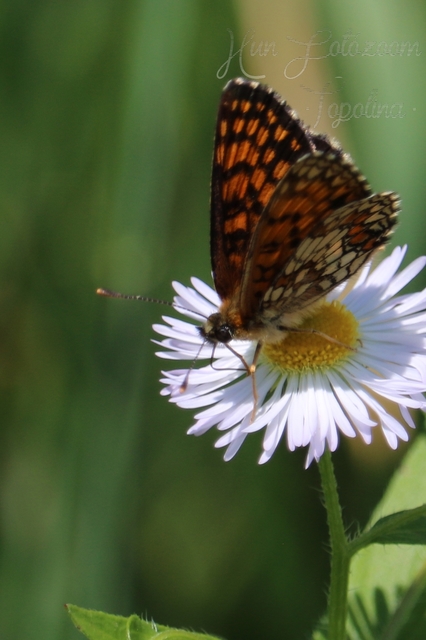 Melitaea athalia/aurelia/britomartis