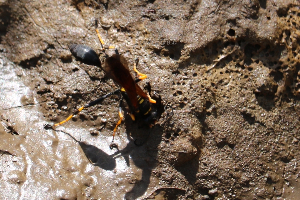 Sceliphron caementarium - feketenyelű lopódarázs