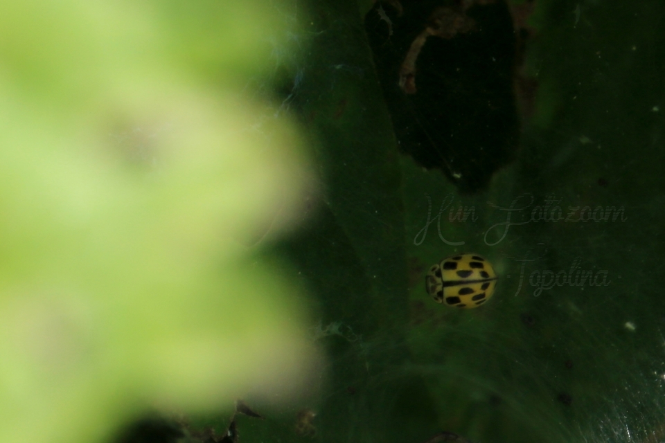 Propylea quatuordecimpunctata - tizennégypettyes füsskata