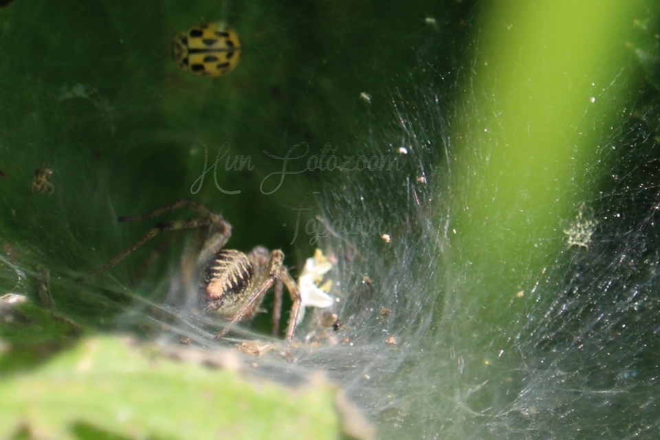 Agelena labyrinthica - illó tölcsérpók