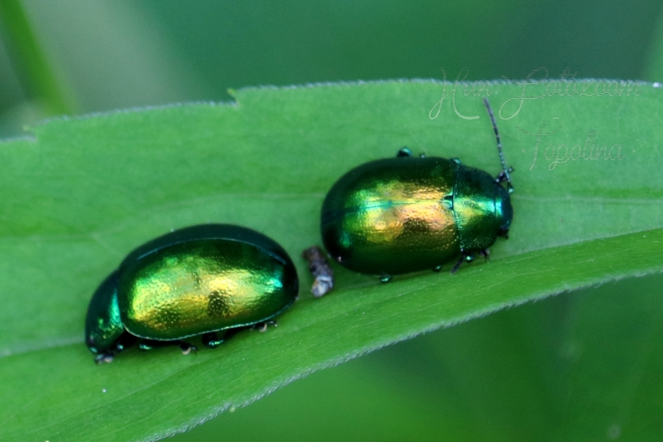 Chrysolina herbacea - zöld mentalevelész