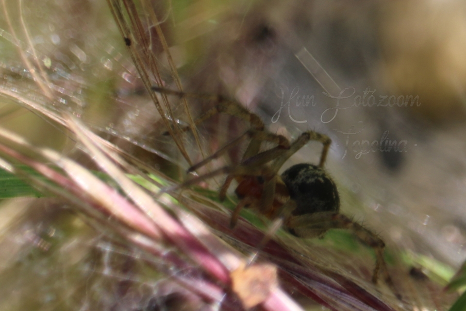 Agelena labyrinthica - illó tölcsérpók