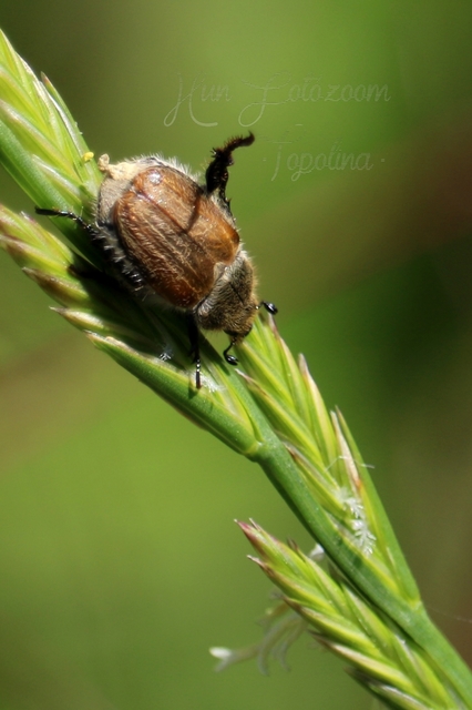Chaetopteroplia segetum - rozsszipoly