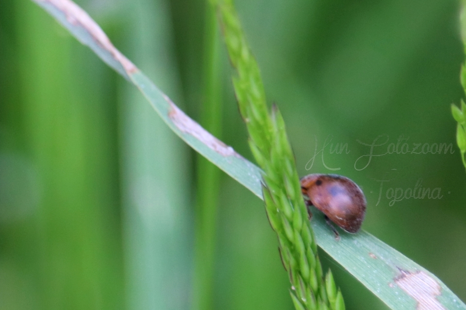 Cynegetis impunctata - pázsitfűböde