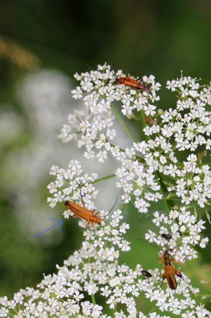 Oedemera podagrariae - székfű-álcincér
