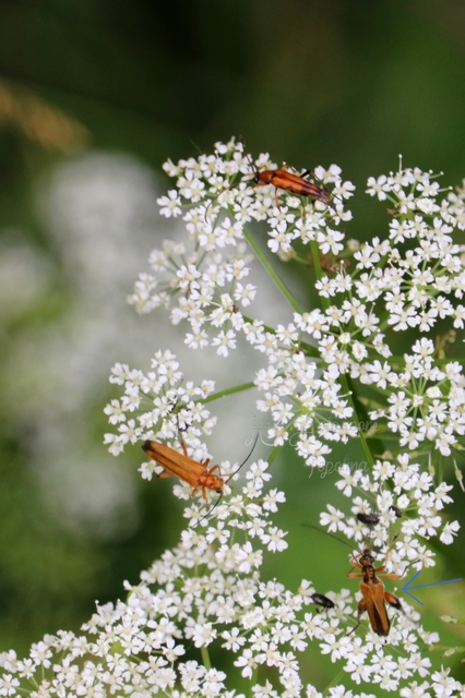 Oedemera podagrariae - székfű-álcincér