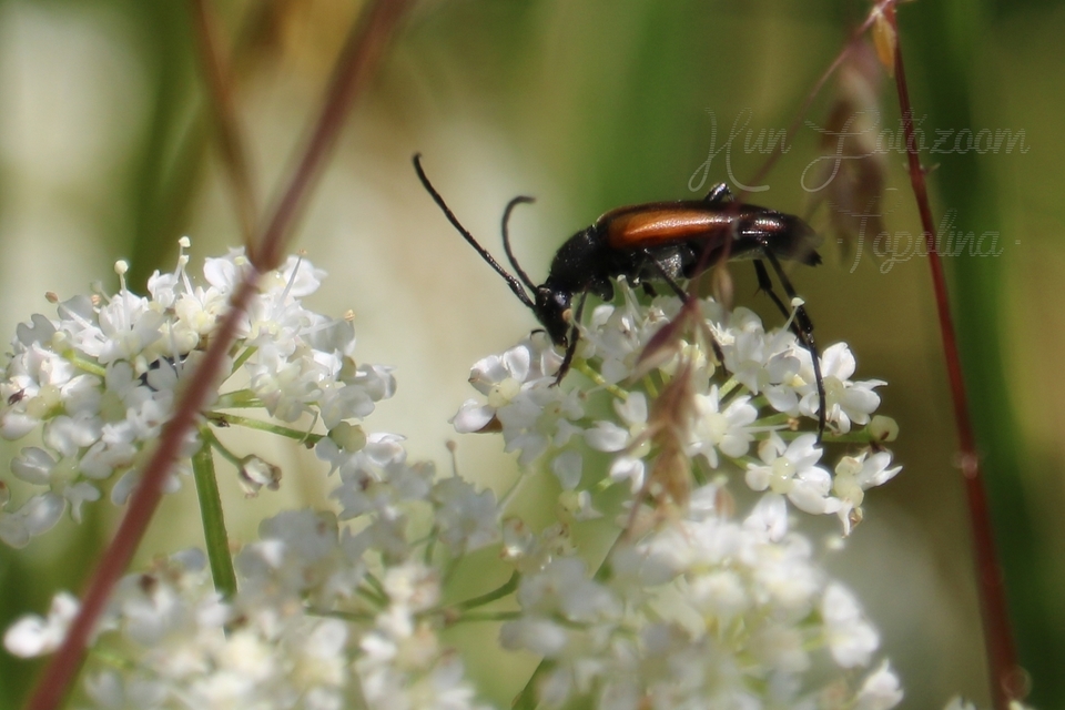 Stenurella melanura - feketevégű karcsúcincér