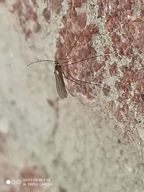 Cecidomyiidae - gubacsszúnyogok