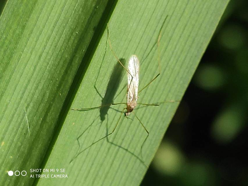 Erioptera
