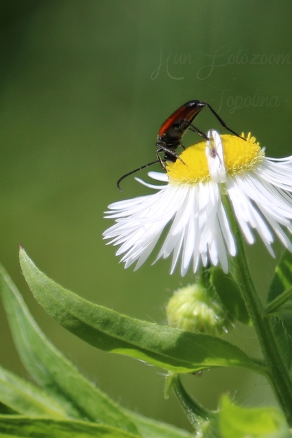 Stenurella bifasciata - kétöves karcsúcincér