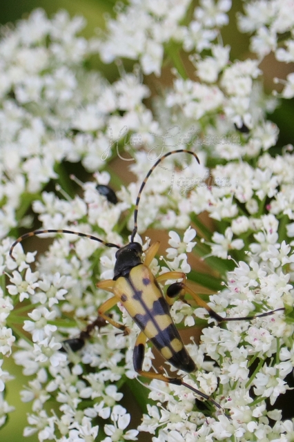 Rutpela maculata - tarkacsápú karcsúcincér