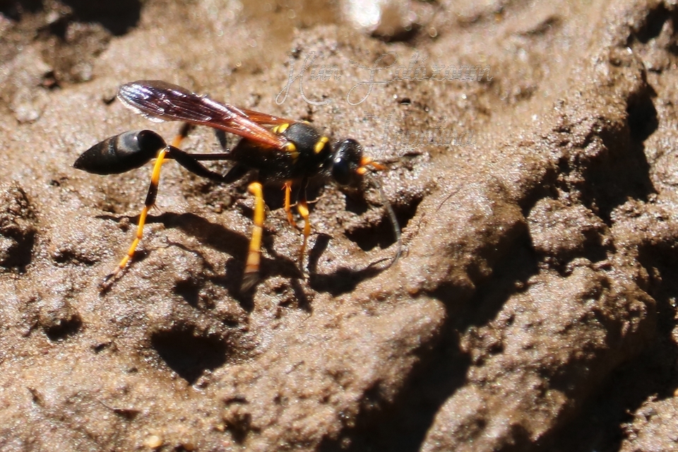 Sceliphron caementarium - feketenyelű lopódarázs