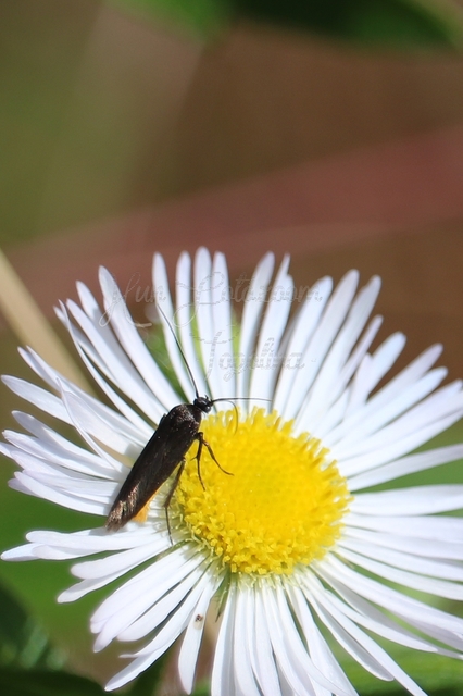 Scythrididae - zöldmolyfélék