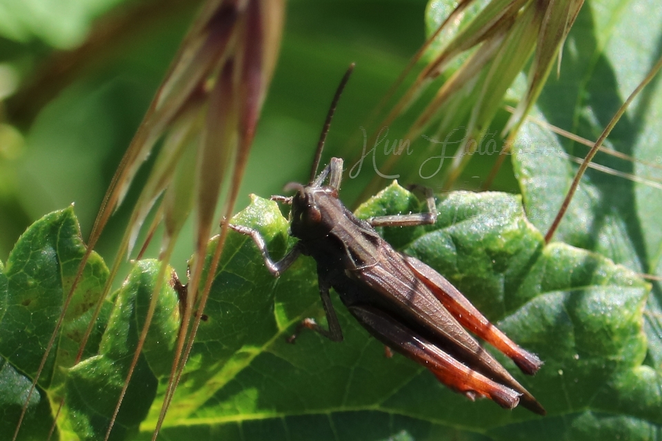 Omocestus rufipes - vöröshasú tarlósáska