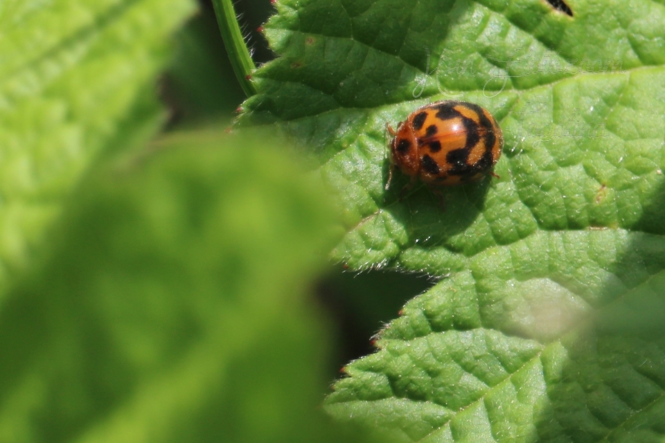Subcoccinella vigintiquatuorpunctata - lucernaböde