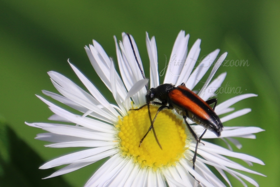 Stenurella melanura - feketevégű karcsúcincér