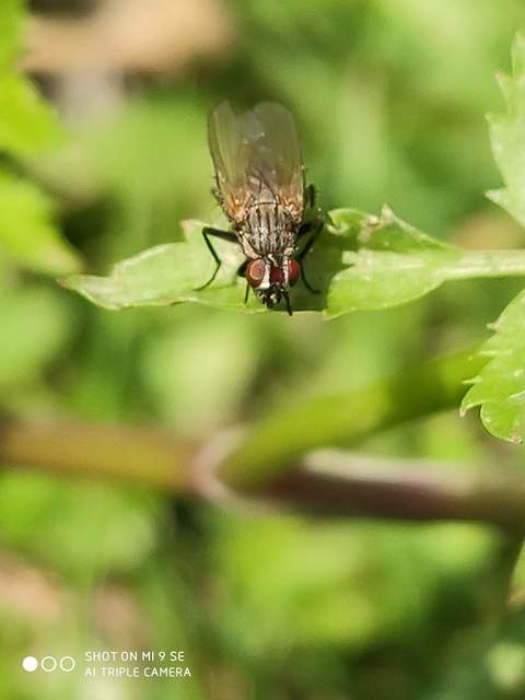Muscidae - igazi legyek