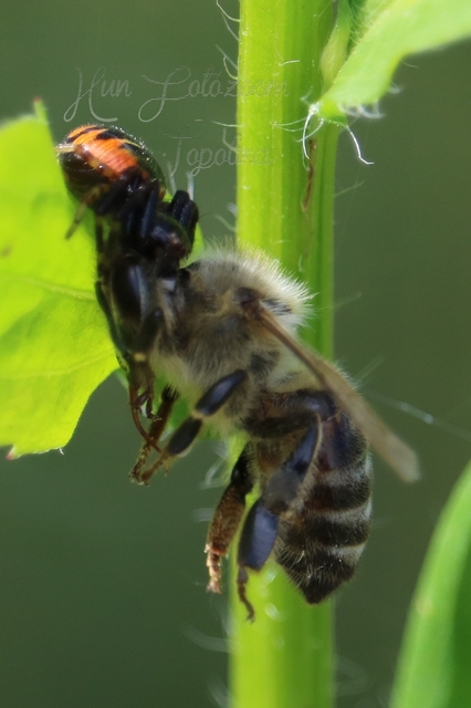 Synema globosum - fekete-sárga karolópók