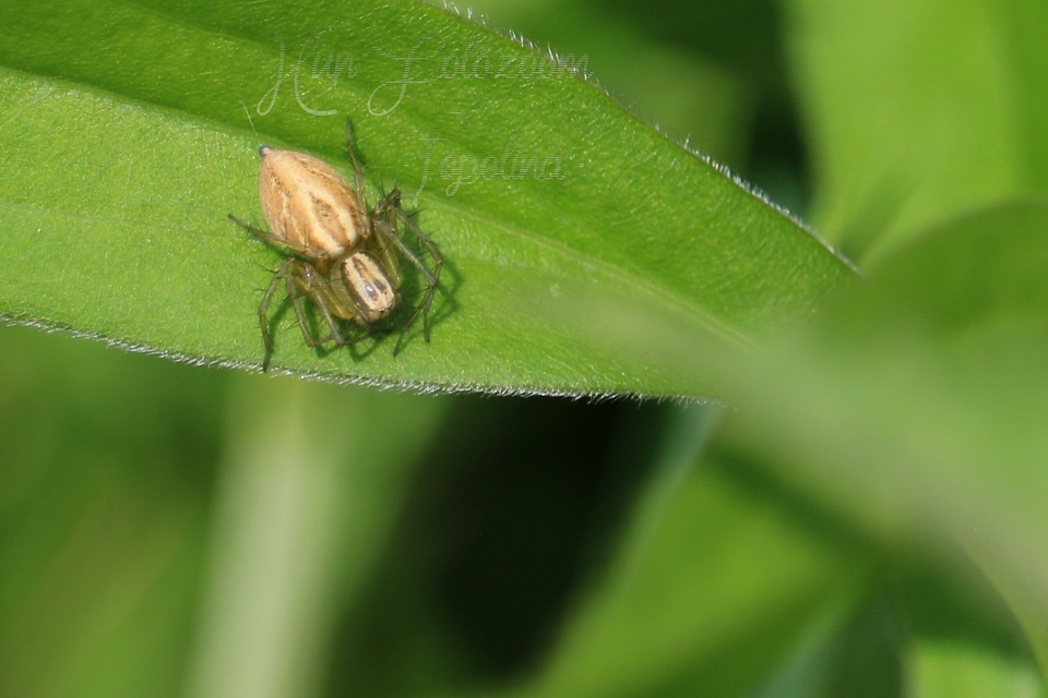 Oxyopes lineatus