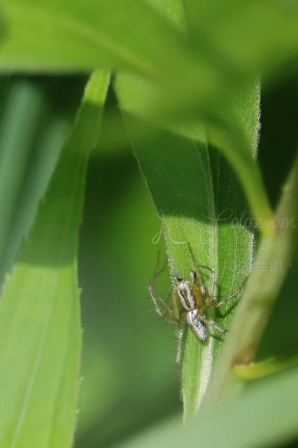 Oxyopes lineatus