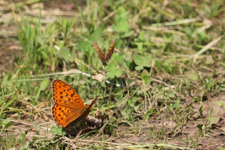 Argynnis adippe - ezüstös gyöngyházlepke