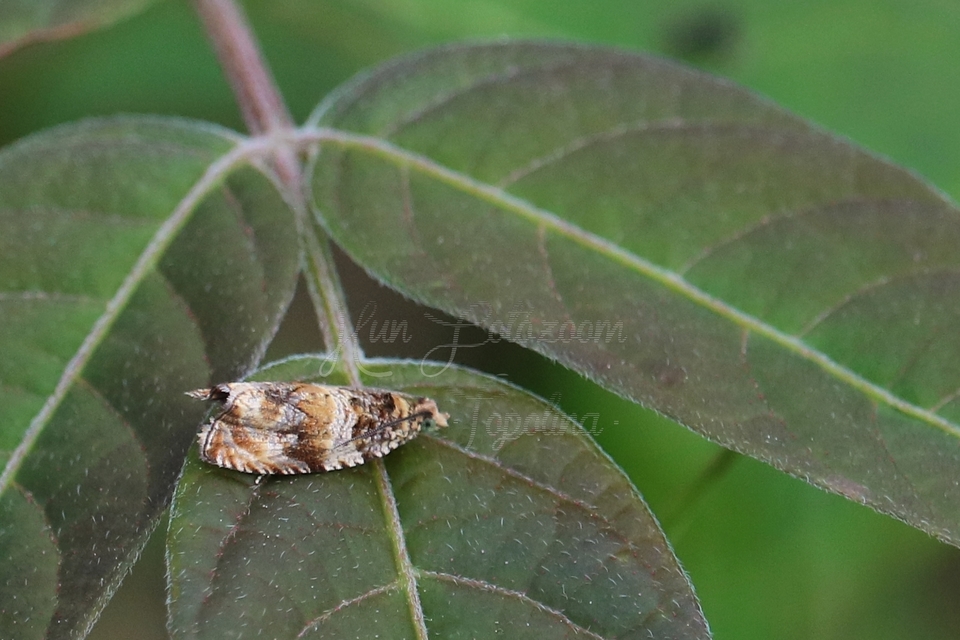 Celypha flavipalpana - öthorgú tükrösmoly