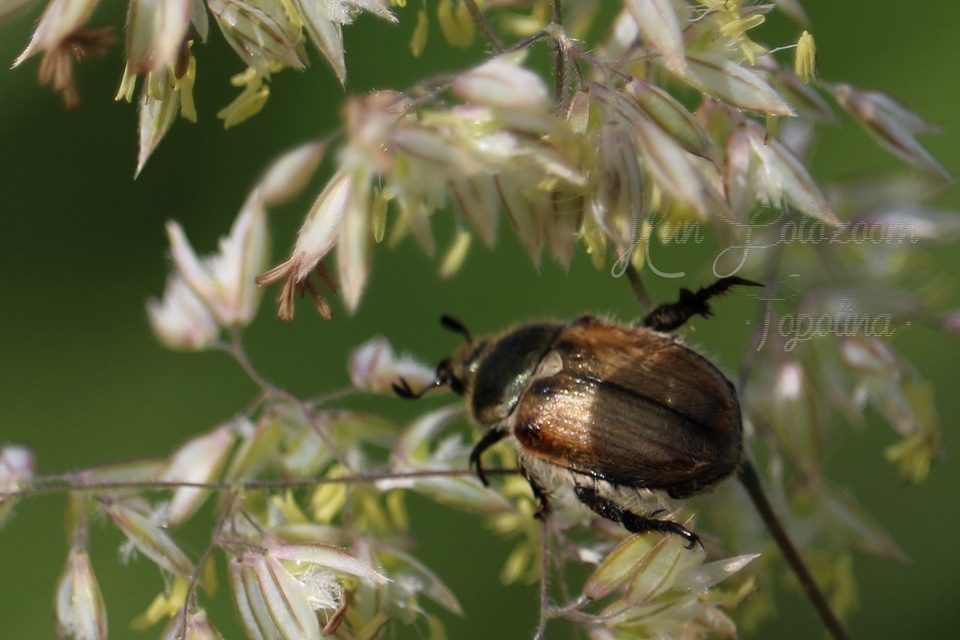 Chaetopteroplia segetum - rozsszipoly