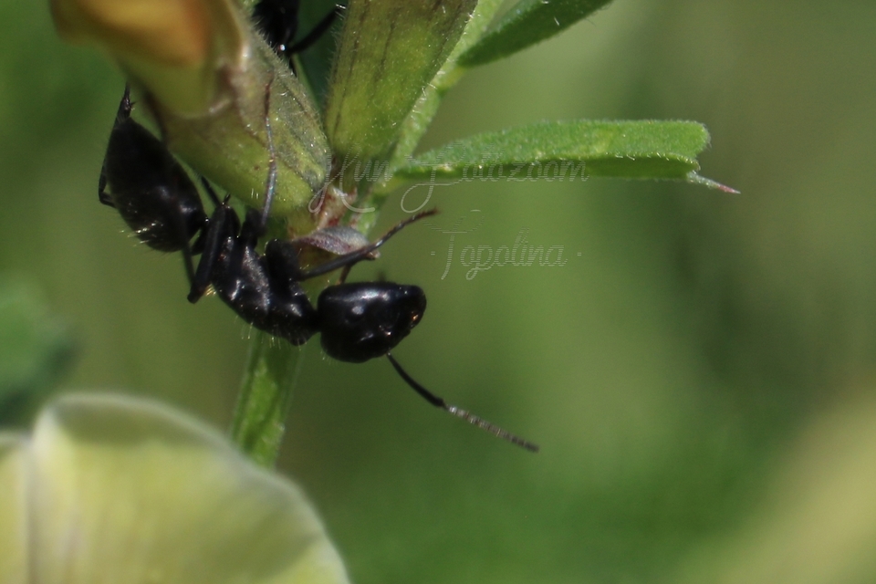 Camponotus vagus - fekete lóhangya