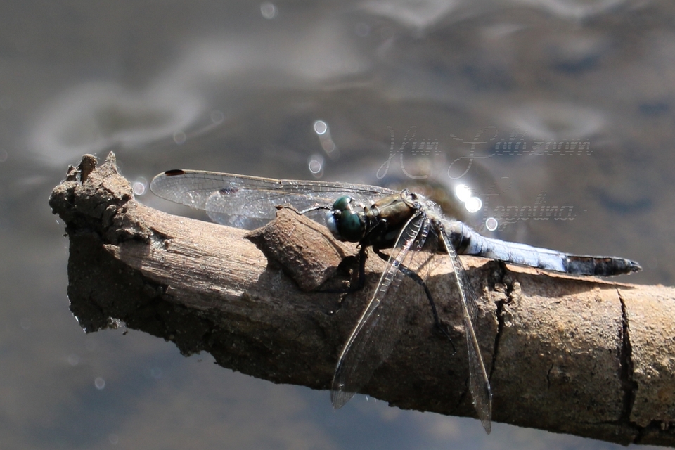 Orthetrum albistylum - fehérfarkú pásztorszitakötő