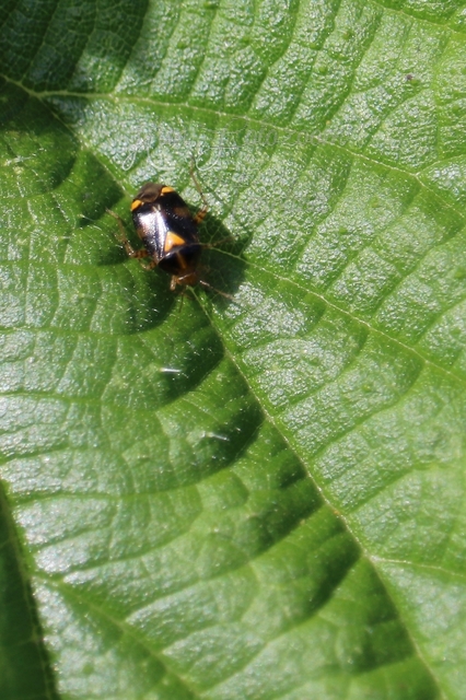 Liocoris tripustulatus - hárompettyes mezeipoloska