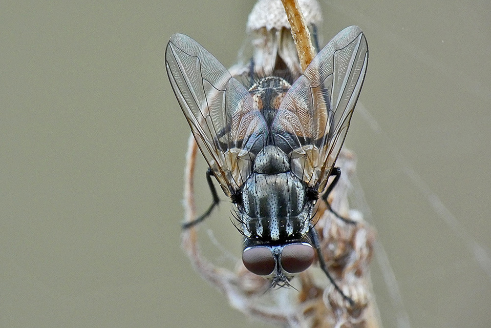 Musca autumnalis - tanyai légy