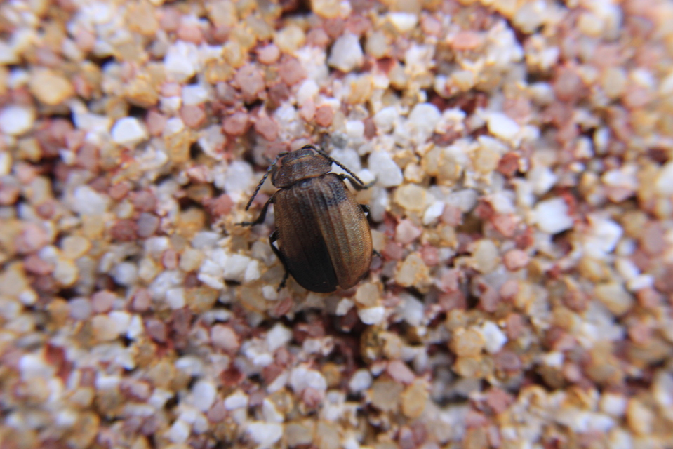 Galeruca pomonae - barna olajosbogár