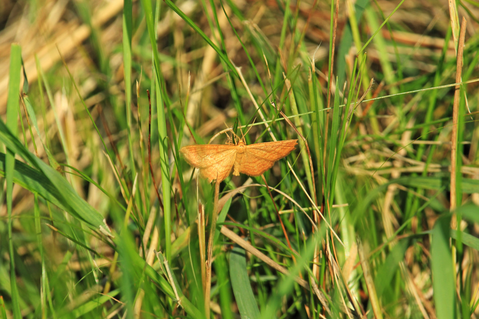 Idaea ochrata - okkerszínű sávosaraszoló