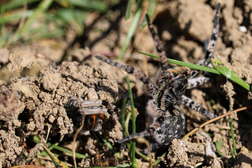 Lycosa singoriensis - szongáriai cselőpók