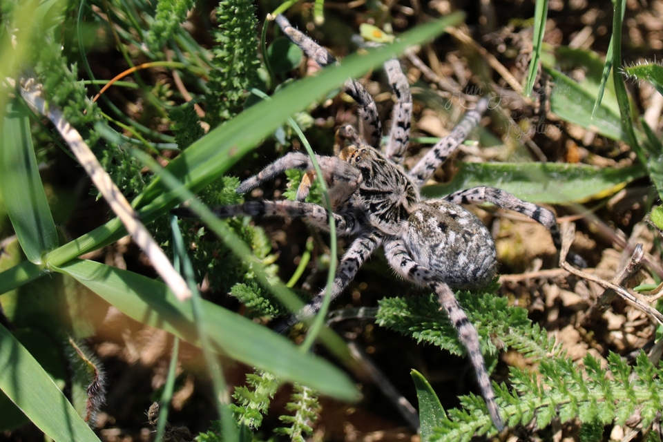 Lycosa singoriensis - szongáriai cselőpók