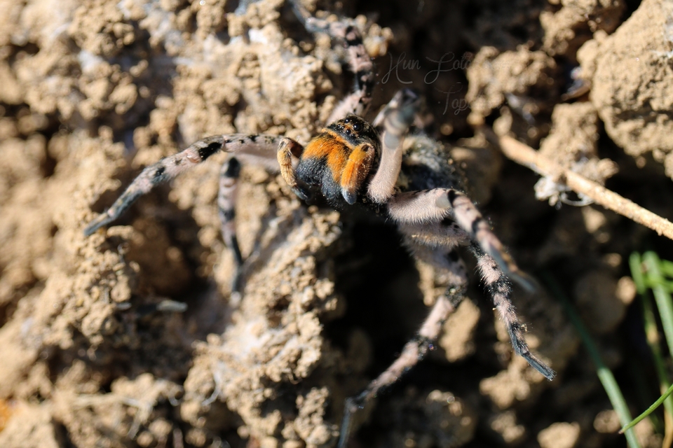 Lycosa singoriensis - szongáriai cselőpók
