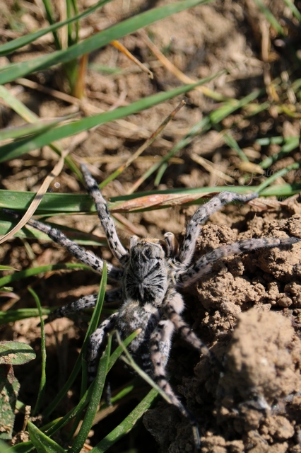 Lycosa singoriensis - szongáriai cselőpók