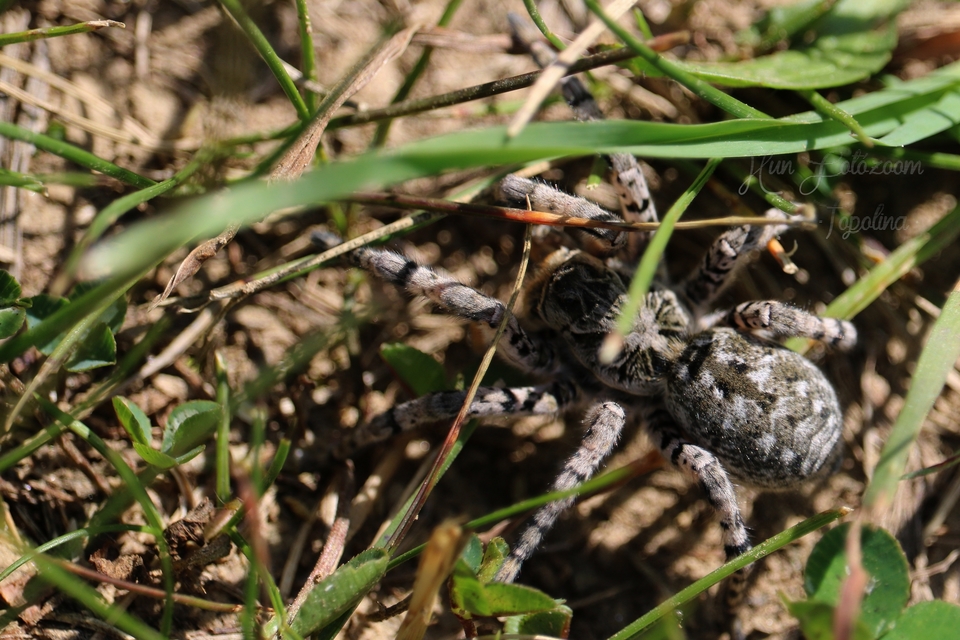 Lycosa singoriensis - szongáriai cselőpók
