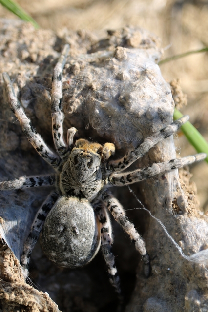 Lycosa singoriensis - szongáriai cselőpók
