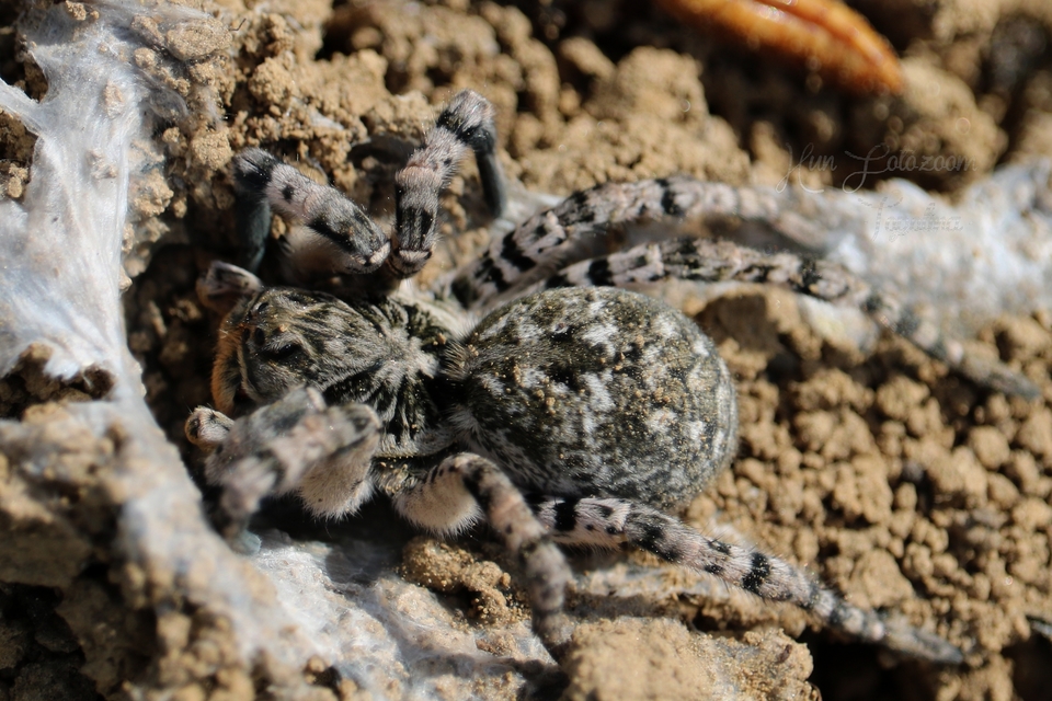 Lycosa singoriensis - szongáriai cselőpók