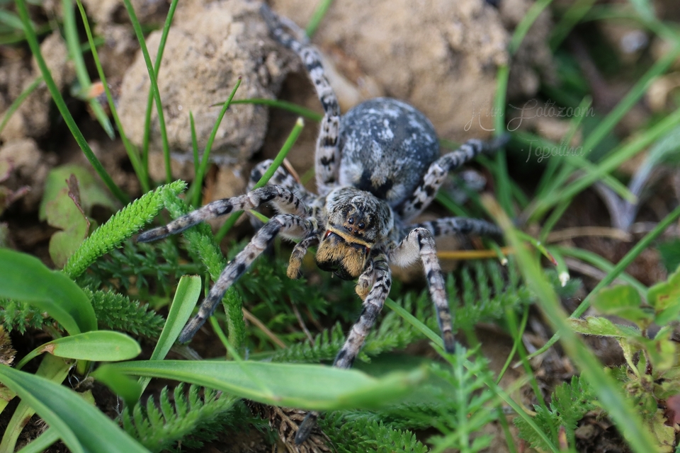 Lycosa singoriensis - szongáriai cselőpók