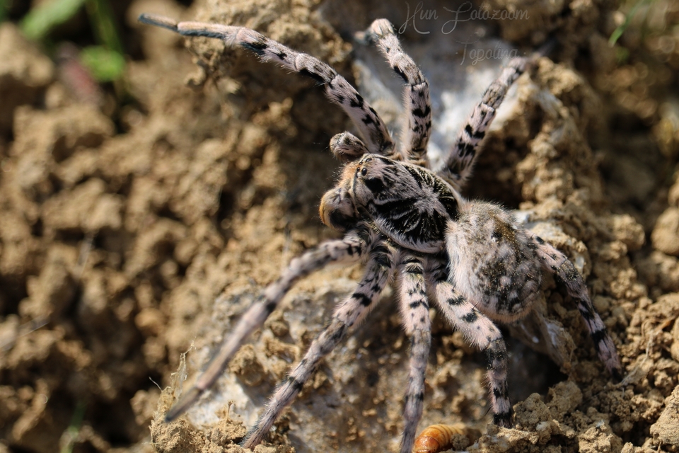 Lycosa singoriensis - szongáriai cselőpók