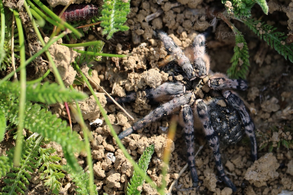 Lycosa singoriensis - szongáriai cselőpók