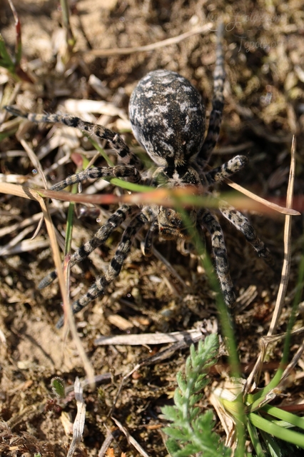 Lycosa singoriensis - szongáriai cselőpók