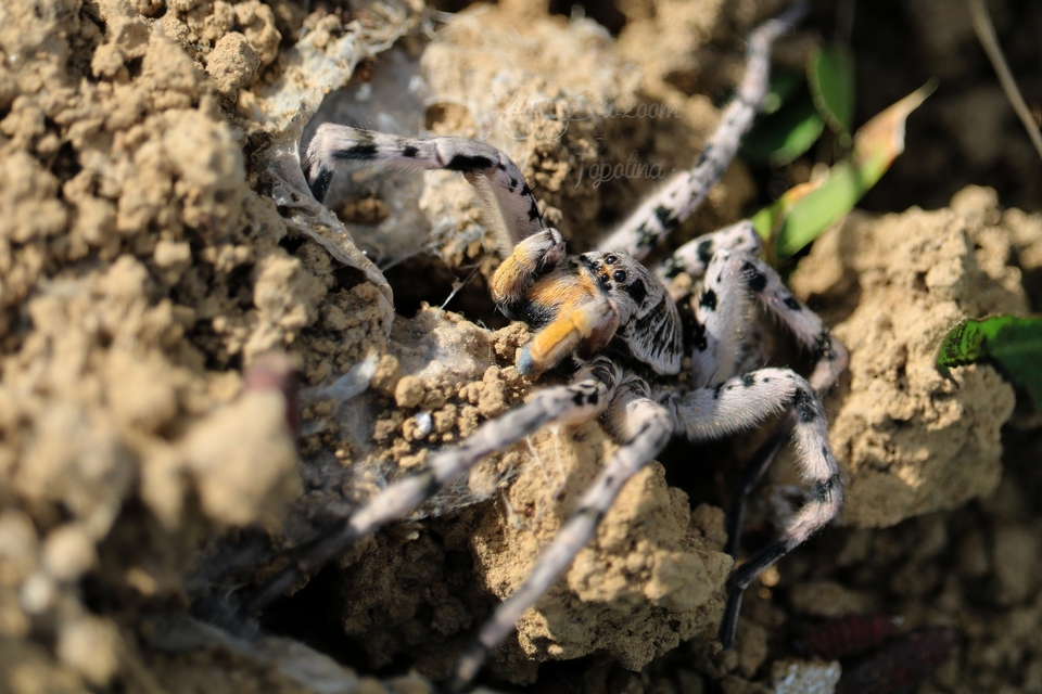 Lycosa singoriensis - szongáriai cselőpók