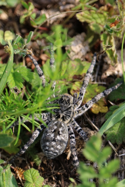 Lycosa singoriensis - szongáriai cselőpók