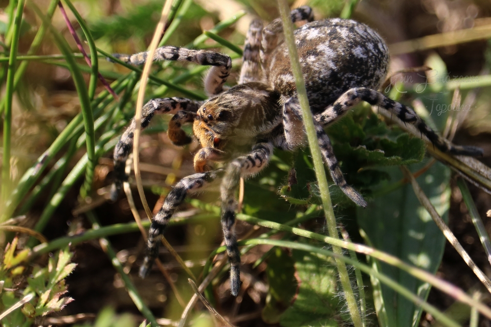 Lycosa singoriensis - szongáriai cselőpók